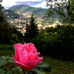 Close-up of pink rose