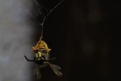 Close-up of hornet stuck on spider web