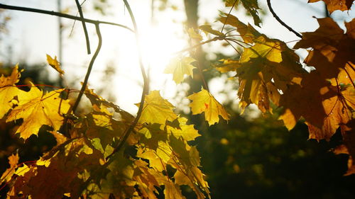 Close-up of yellow maple leaves