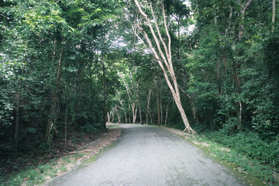 Road amidst trees in forest