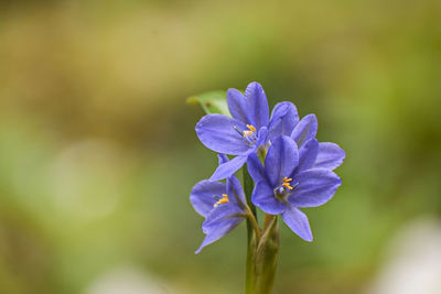 Close-up of purple flowering plant