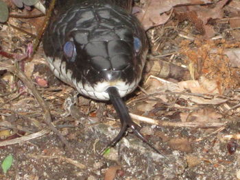 High angle view of tortoise