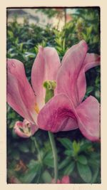 Close-up of pink flowers blooming outdoors