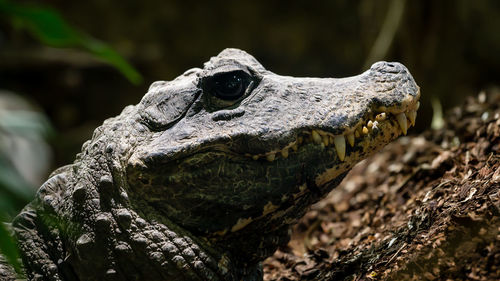 Close-up of lizard on tree