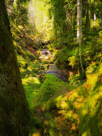 Trees growing in forest