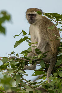 Low angle view of monkey sitting on tree
