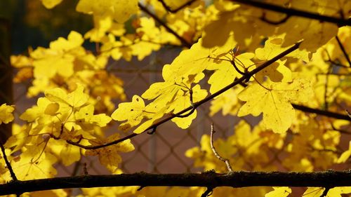 Close-up of yellow flowering plant during autumn