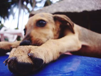 Close-up of dog lying down