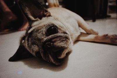 Close-up of dog lying down on floor