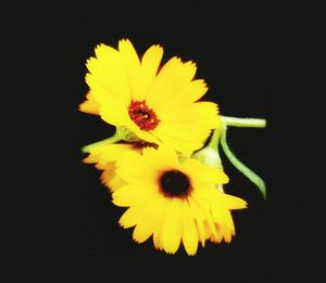 Close-up of yellow flower against black background