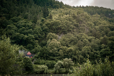 High angle view of trees in forest