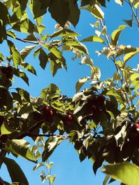 Low angle view of tree against blue sky