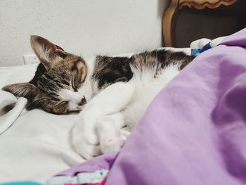 Close-up of cat sleeping on bed