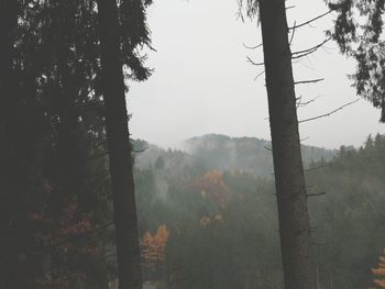 Trees in forest