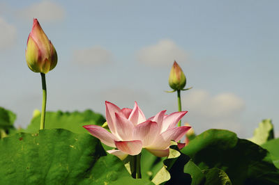 Close-up of pink lily