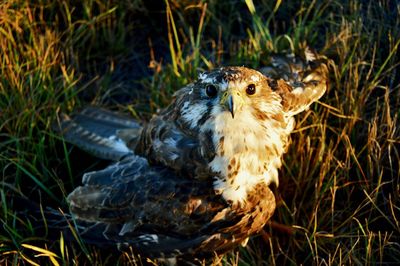 Wounded golden eagle