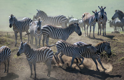 Zebras and zebra on field