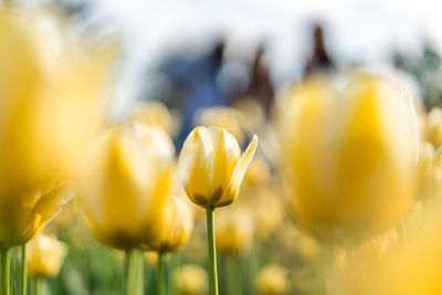 Close-up of yellow tulips growing on field
