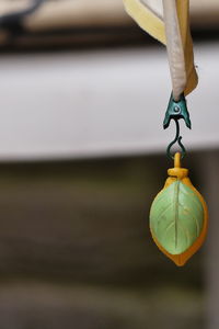 Close-up of hanging