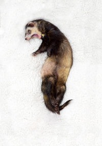 High angle view of sable ferret sleeping yawning posing on white background