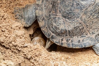Close-up of a turtle spawning on the ground