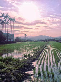 Scenic view of agricultural field against sky during sunset