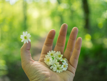 Close-up of hand holding flower