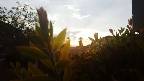 Plants growing against sky