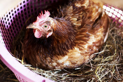 Close-up of rooster