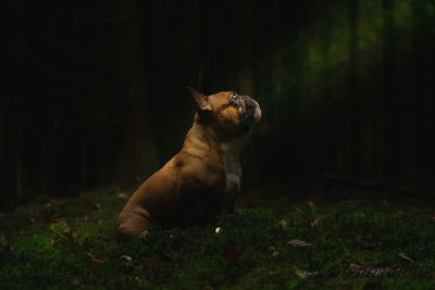 Dog sitting on field