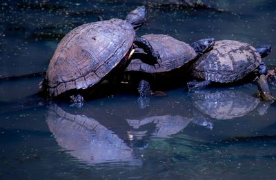 High angle view of turtle in lake