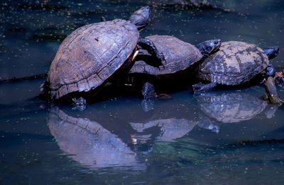 High angle view of turtle in lake