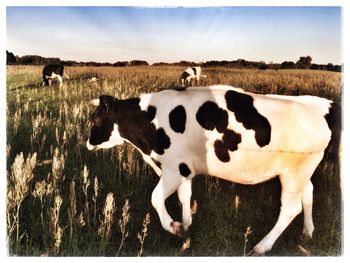 Sheep on farm