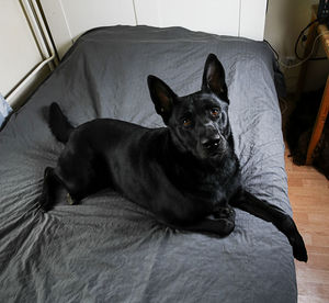 Portrait of a dog resting on bed