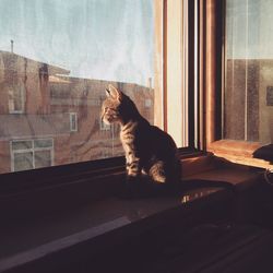 Cat looking through window at home