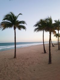 Palm trees on beach against clear sky