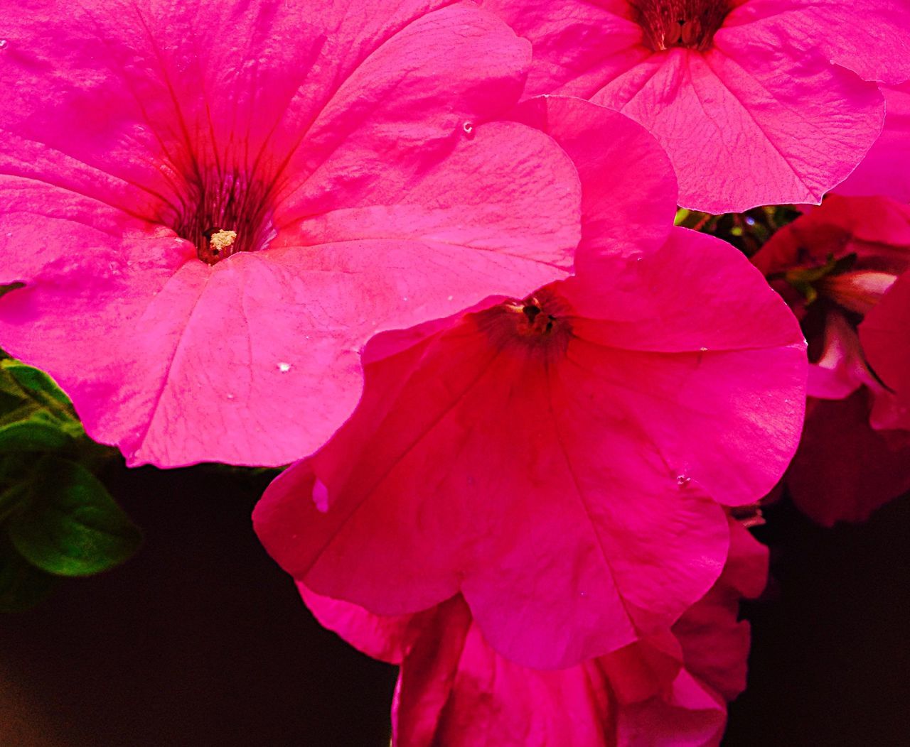 Pink pansies