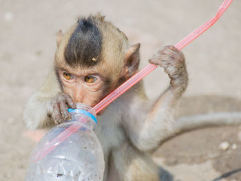 Close-up of young monkey drinking from bottle