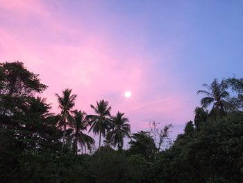 Trees against sky during sunset