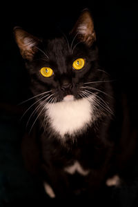Close-up portrait of black cat