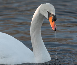 Close-up of swan swimming in lake