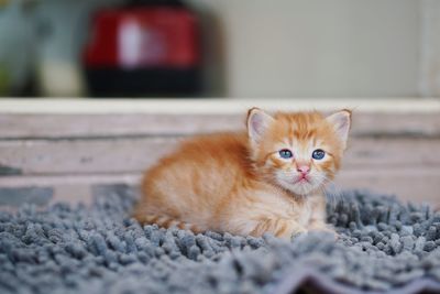 Portrait of kitten lying on rug