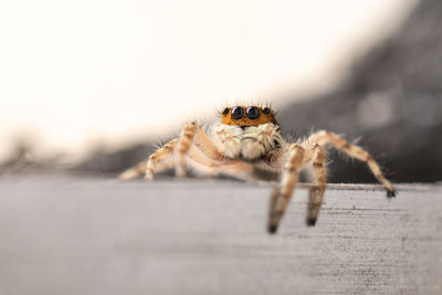 Close-up of spider