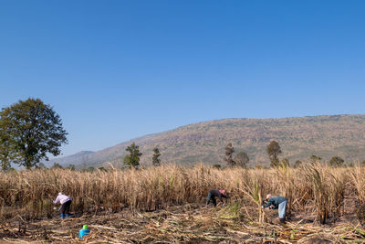 Farmers working on field against clear blue sky