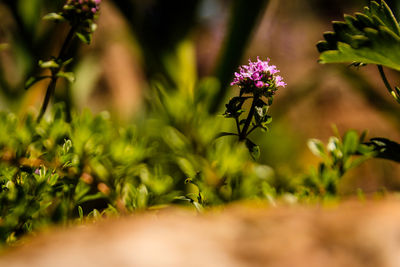 Close-up of purple flowering plant