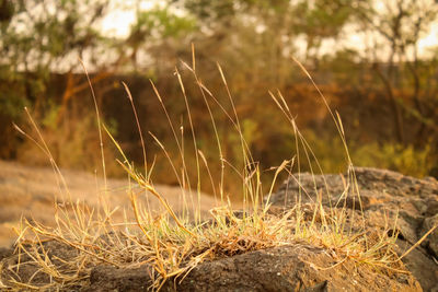 Close-up of dry grass on field during sunny day