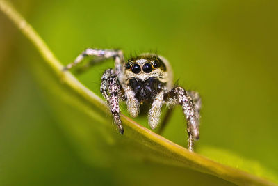 Close-up of spider