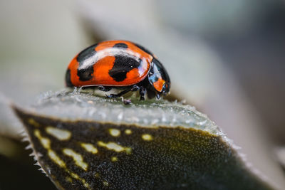 ladybug