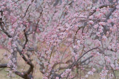 Close-up of pink cherry blossoms in spring