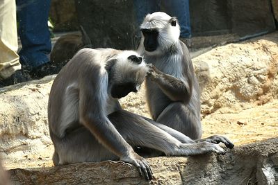 Langurs on rock at zoo